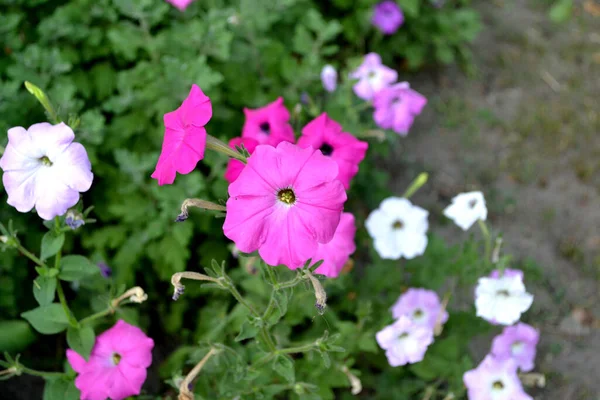 Blooming Petunia Hybrid Vacker Blomma Abstrakt Bakgrund Naturen Sommarlandskap Petunia — Stockfoto