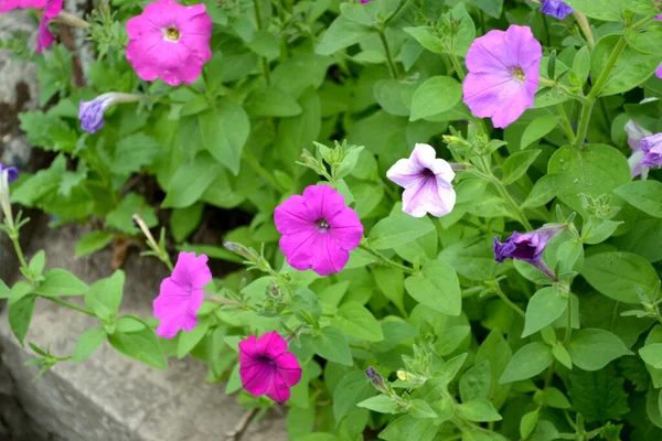 Çiçek Açan Petunya Melezi Doğanın Güzel Soyut Arka Planı Yaz — Stok fotoğraf