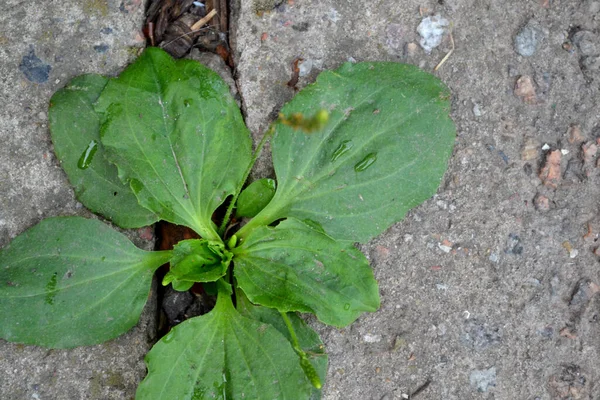 Santral Major. Plantain. Plantagenaceae ailesinin daimi bitkisi. Doğanın güzel bitkisel soyut arka planı. Bahar manzarası. Değerli bir tıbbi tesis. Bahar