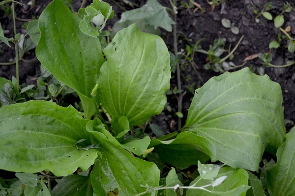 Plantago Major Erva Perene Família Plantagenaceae Plantain Belo Fundo Abstrato — Fotografia de Stock