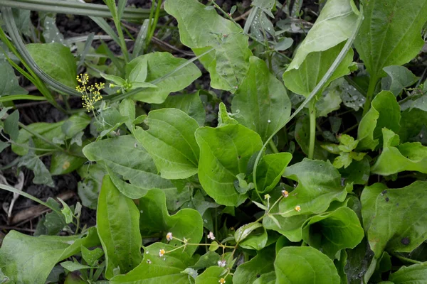 Plantago Őrnagy Plantagenaceae Család Évelő Gyógynövényei Plantain Vagyok Gyönyörű Növényi — Stock Fotó