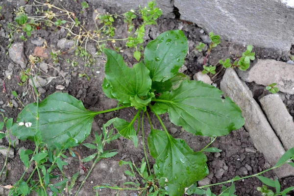 飛行機 プランタゴ少佐 科植物の多年草のハーブ 自然の美しいハーブ抽象的な背景 — ストック写真