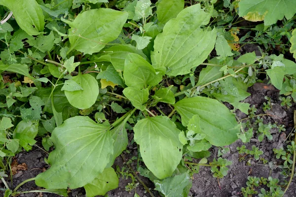 Πλαντέν Αιώνιο Βότανο Της Οικογένειας Plantagenaceae Ταγματάρχα Πλαντάγκο Όμορφο Φυτικό — Φωτογραφία Αρχείου