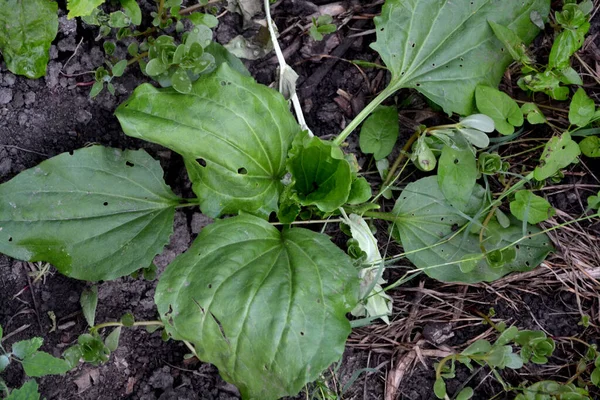 プランタゴ少佐 飛行機 科植物の多年草のハーブ 自然の美しいハーブ抽象的な背景 春の風景 — ストック写真