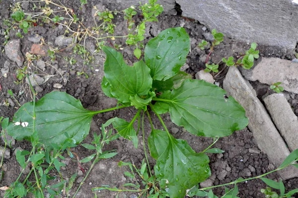 飛行機 プランタゴ少佐 科植物の多年草のハーブ 自然の美しいハーブの抽象的な背景 — ストック写真