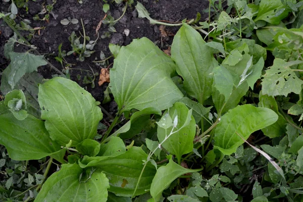 Plantago Majorze Wieloletnie Zioło Rodziny Plantagenaceae Kurtyna Piękne Ziołowe Abstrakcyjne — Zdjęcie stockowe