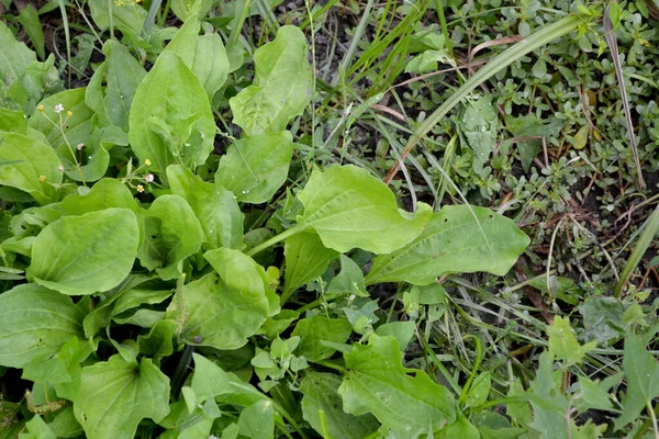 Πλαντέν Αιώνιο Βότανο Της Οικογένειας Plantagenaceae Ταγματάρχα Πλαντάγκο Όμορφη Φυτικά — Φωτογραφία Αρχείου