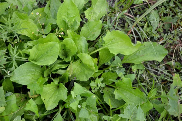 Plantain Erva Perene Família Plantagenaceae Plantago Major Belo Fundo Abstrato — Fotografia de Stock