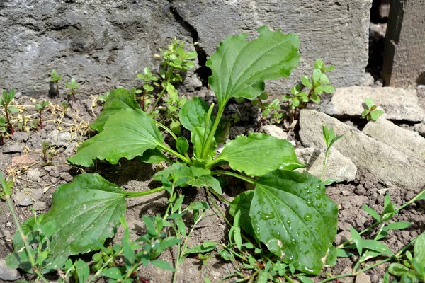 飛行機 科植物の多年草のハーブ プランタゴ少佐 自然の美しいハーブ抽象的な背景 春の風景 貴重な医薬品 — ストック写真