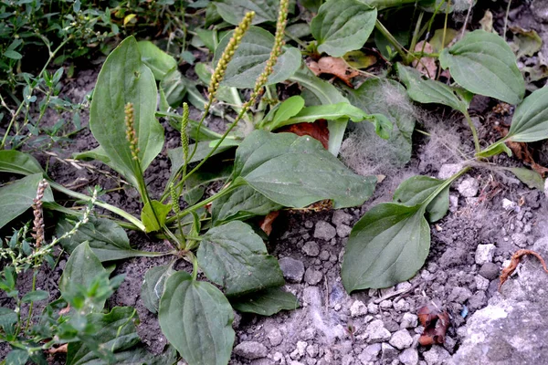 Plantago Őrnagy Plantagenaceae Család Évelő Gyógynövényei Plantain Vagyok Gyönyörű Növényi — Stock Fotó