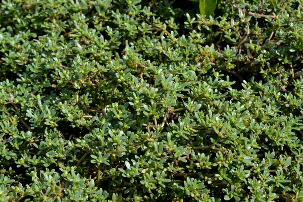 Det Purslane Portulaca Oleracea Årliga Örtartade Saftiga Växter Vackra Växtbaserade — Stockfoto