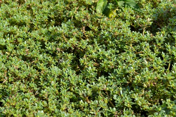 パースレーン ポルトラカ オレラセア 年間草本多肉植物自然の美しいハーブ抽象的な背景 春の風景 緑の葉 春の花壇 — ストック写真