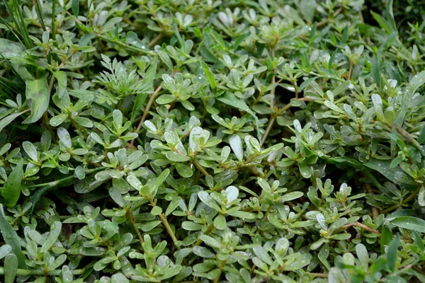 Portulaca Oleracea Šrucha Roční Bylinné Šťavnaté Rostliny Krásné Bylinné Abstraktní — Stock fotografie