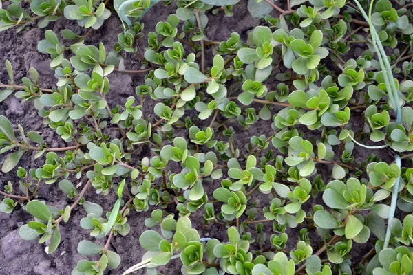 ポルトラカ オレラセア 毎年草本多肉植物 パースレーン 自然の美しいハーブ抽象的な背景 春の風景 緑の葉 春の花壇 — ストック写真