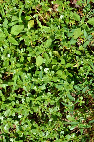 Portulaca Oleracea Roczne Rośliny Soczyste Ziołowe Purslane Piękne Ziołowe Abstrakcyjne — Zdjęcie stockowe