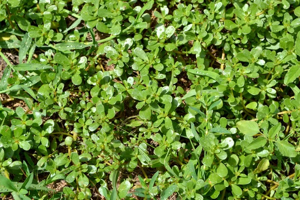 波图拉卡灵丹妙药一年生草本植物 Purslane 美丽的草本抽象的自然背景 春天的风景 灌木丛 春花床 — 图库照片