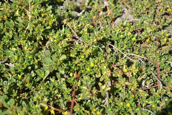 Porcsin Portulaca Oleracea Éves Egynyári Zamatos Növények Gyönyörű Növényi Elvont — Stock Fotó