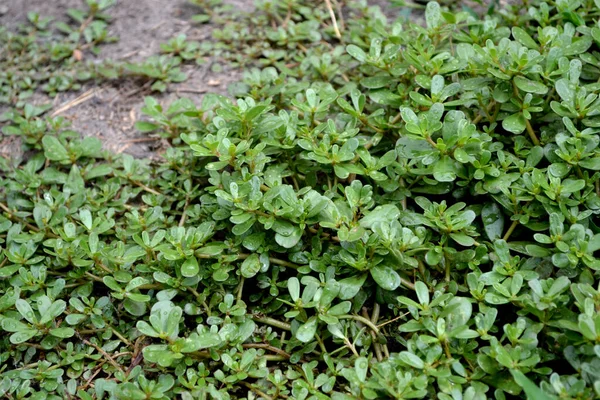 Purslane. Portekizce oleracea. Yıllık bitkisel, sulu bitkiler. Doğanın güzel bitkisel soyut arka planı.