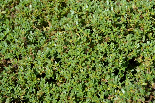 Purslane Portulaca Oleracea Plantas Herbáceas Suculentas Anuais Belo Fundo Abstrato — Fotografia de Stock