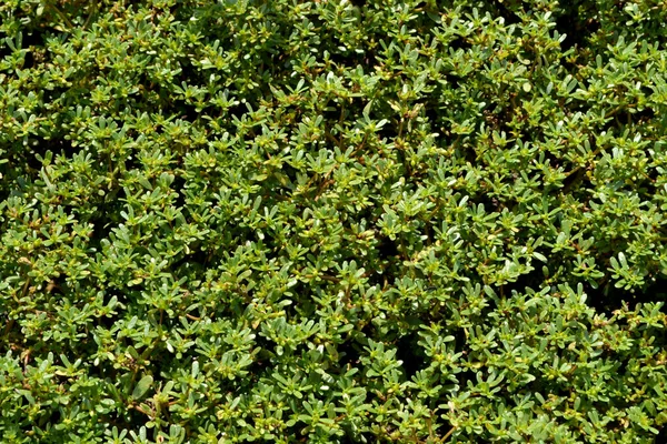 パースレーン ポルトラカ オレラセア 年間草本多肉植物自然の美しいハーブ抽象的な背景 春の風景 緑の葉 — ストック写真