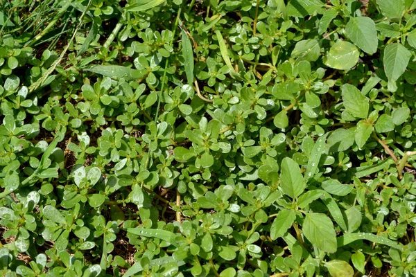 Portulaca Oleracea Det Purslane Årliga Örtartade Saftiga Växter Vackra Växtbaserade — Stockfoto