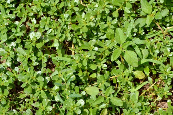 Portulaca Oleracea Purslane Plantes Herbacées Annuelles Succulentes Beau Fond Herbe — Photo