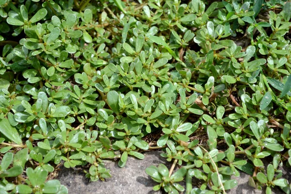 Portulaca Oleracea Šrucha Roční Bylinné Šťavnaté Rostliny Krásné Bylinné Abstraktní — Stock fotografie