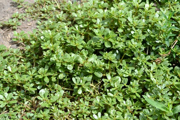 Portulaca Oleracea Šrucha Roční Bylinné Šťavnaté Rostliny Krásné Bylinné Abstraktní — Stock fotografie