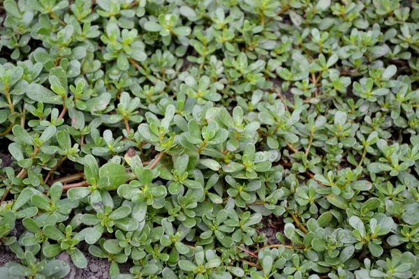 Portulaca Oleracea Roczne Rośliny Soczyste Ziołowe Purslane Piękne Ziołowe Tło — Zdjęcie stockowe