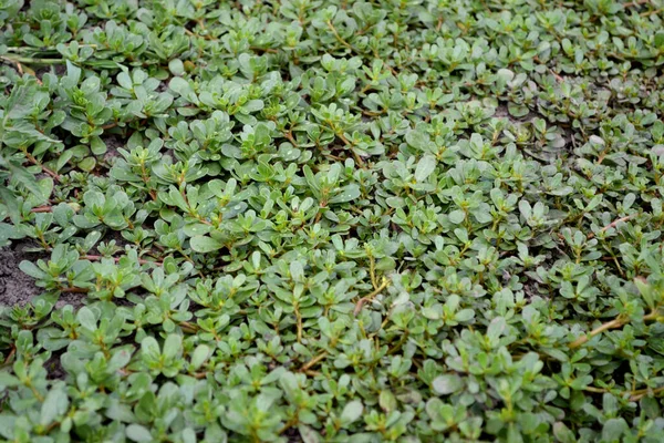 Portulaca Oleracea Annual Herbaceous Succulent Plants Purslane Beautiful Herbal Abstract — Stock Photo, Image