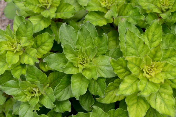 Lysimachia Vulgaris Bunga Indah Abstrak Latar Belakang Alam Tanaman Berbunga — Stok Foto