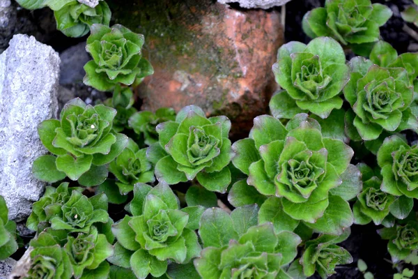 Vacker Blomma Abstrakt Bakgrund Naturen Vårlandskap Lysimachia Vulgaris Flerårig Blommande — Stockfoto