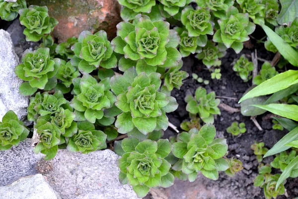 自然の美しい花の背景 リュシマキア ヴァルガリス 多年草の開花植物 — ストック写真