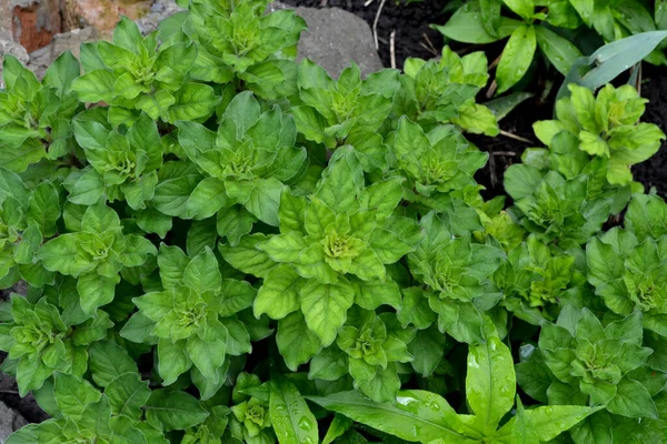 Lysimachia Vulgaris Bunga Indah Abstrak Latar Belakang Alam Pemandangan Musim — Stok Foto