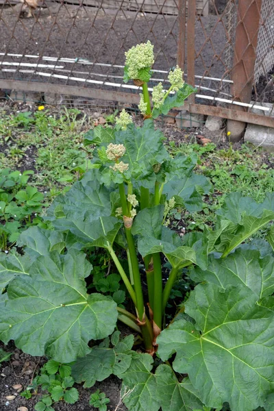 ルバーブだ レウム 自然の美しいハーブ抽象的な背景 白い花序 大きな葉を持つ多年草 — ストック写真