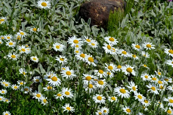 カモミールだ デイジー マトリカリア 多年草の開花植物 自然の美しい花の抽象的な背景 夏の風景 家庭用花壇 ホームガーデンフィールド — ストック写真