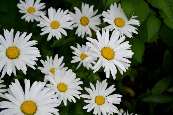 Matrikarien Gänseblümchen Kamille Mehrjährige Blühende Pflanze Schöne Blume Abstrakten Hintergrund — Stockfoto