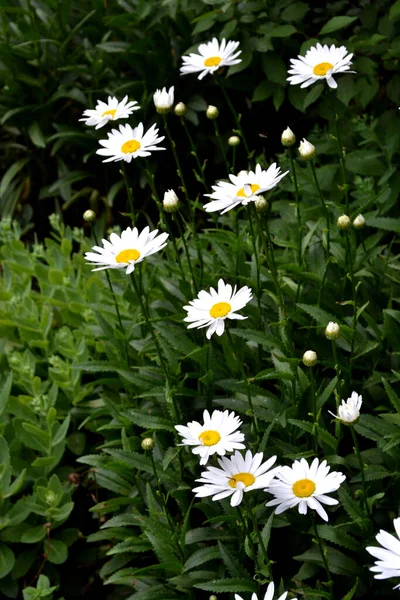 Matrikarien Gänseblümchen Kamille Mehrjährige Blühende Pflanze Schöne Blume Abstrakten Hintergrund — Stockfoto