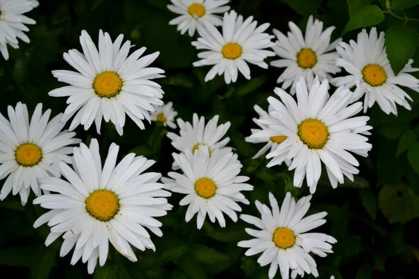 Gänseblümchen Matrikarien Kamille Mehrjährige Blühende Pflanze Schöne Blume Abstrakten Hintergrund — Stockfoto