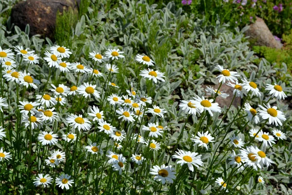 Daisy Camomila Matricaria Planta Florescente Perene Bela Flor Fundo Abstrato — Fotografia de Stock