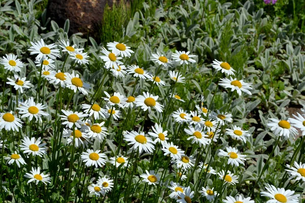 デイジー カモミールだ マトリカリア 多年草の開花植物 自然の美しい花の抽象的な背景 夏の風景 — ストック写真