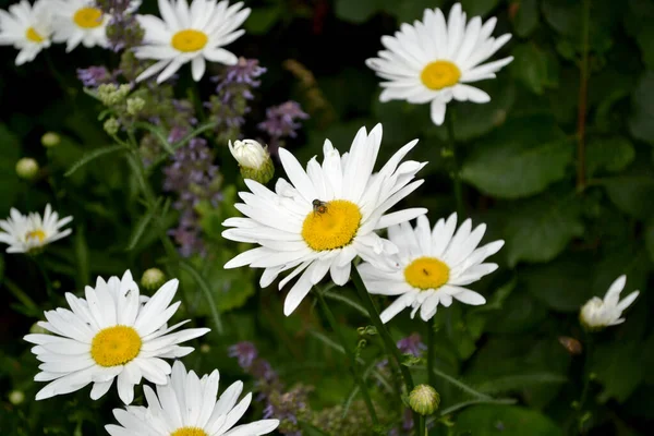 Camomila Matricaria Daisy Planta Florescente Perene Bela Flor Fundo Abstrato — Fotografia de Stock