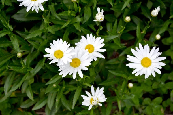 Camomila Matricaria Daisy Planta Florescente Perene Fundo Flor Bonita Natureza — Fotografia de Stock