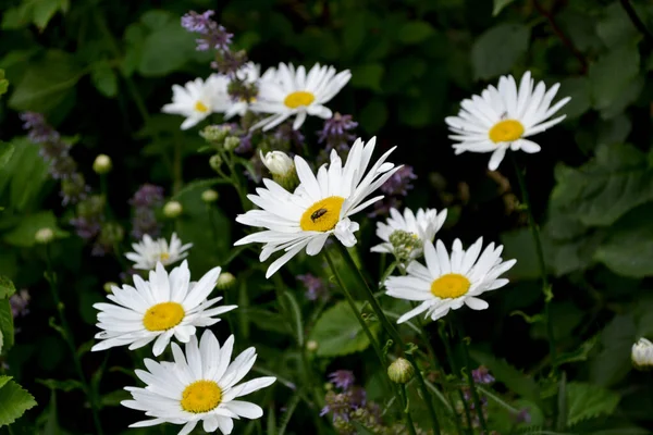 Camomila Matricaria Daisy Planta Florescente Perene Bela Flor Fundo Abstrato — Fotografia de Stock