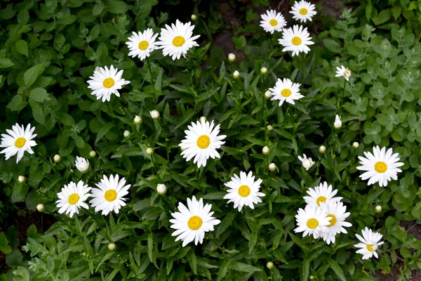 カモミールだ マトリカリア デイジー 多年草の開花植物 自然の美しい花の抽象的な背景 夏の風景 家庭用花壇 ホーム — ストック写真