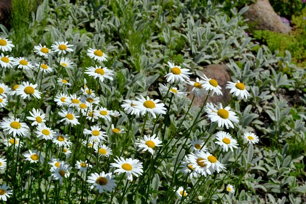 カモミールだ デイジー マトリカリア 多年草の開花植物 自然の美しい花の抽象的な背景 夏の風景 — ストック写真