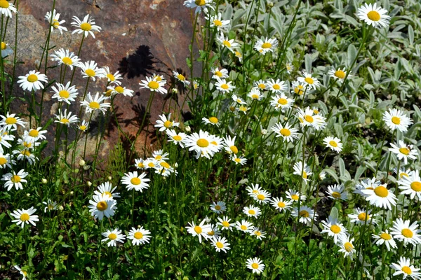 カモミールだ デイジー マトリカリア 多年草の開花植物 自然の美しい花の抽象的な背景 夏の風景 花卉園芸 家庭用花壇 — ストック写真