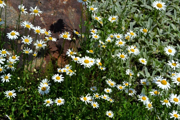 Chamomile Daisy Matricaria Perennial Flowering Plant Beautiful Flower Abstract Background — Stock Photo, Image