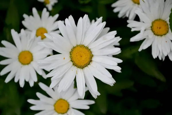 Matrikarien Gänseblümchen Kamille Mehrjährige Blühende Pflanze Schöne Blume Abstrakten Hintergrund — Stockfoto