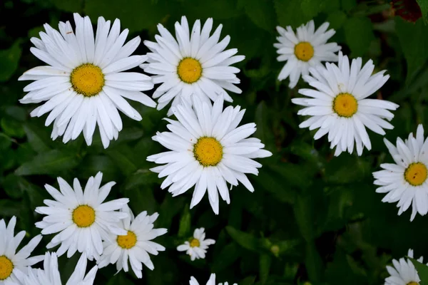 Jestem Daisy Matrikarię Rumianek Wieloletnia Roślina Kwitnąca Piękny Kwiat Abstrakcyjne — Zdjęcie stockowe